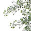 Multipack Hanging Plants Fire / UV Resistant 75 cm H Faux Fern Plant