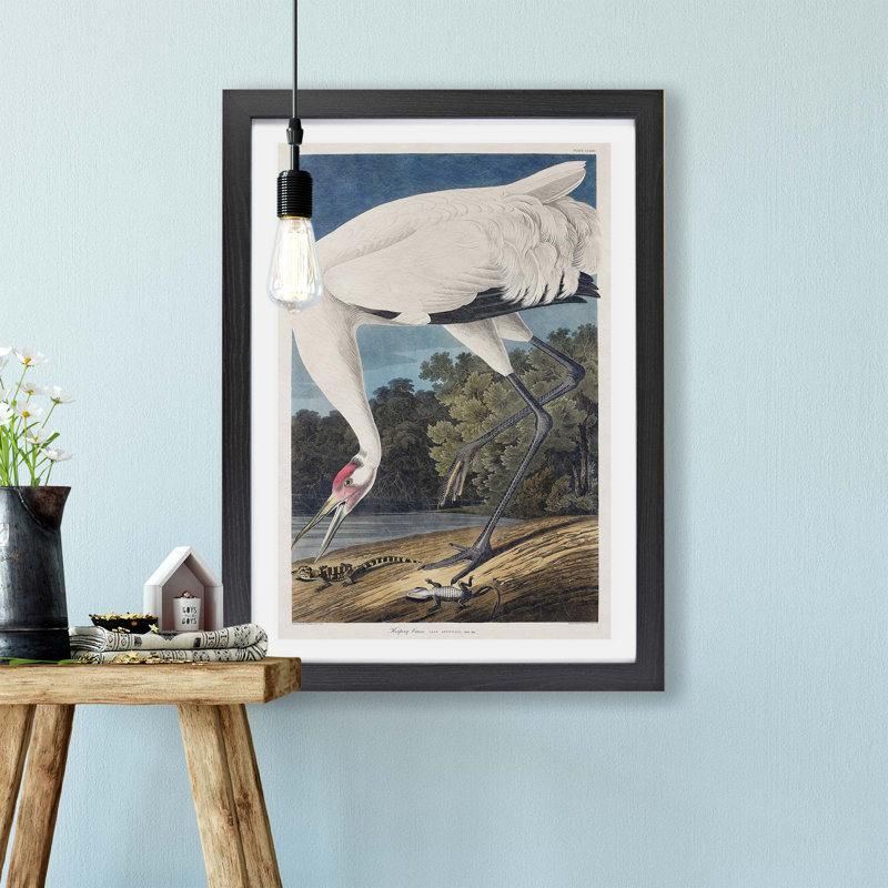 Hooping Crane Bird by John James Audubon - Framed Print, Black, 24cm H x 33cm W x 2cm D