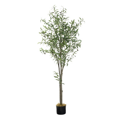 Olive Plant