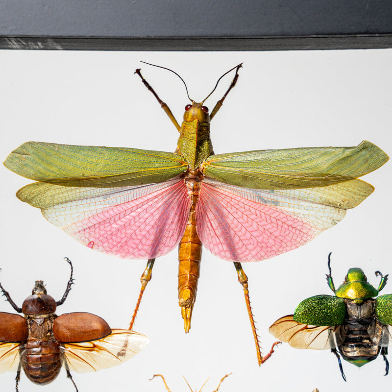 6 Genuine Insects In Display Frame