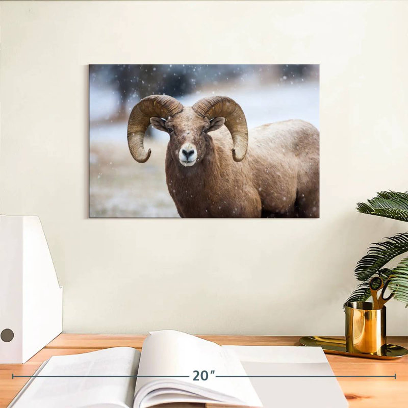 Brampt Bighorn Sheep, 8" H x 12" W