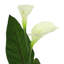 Succulent and Calla Lilies Arranged in Glass Vase
