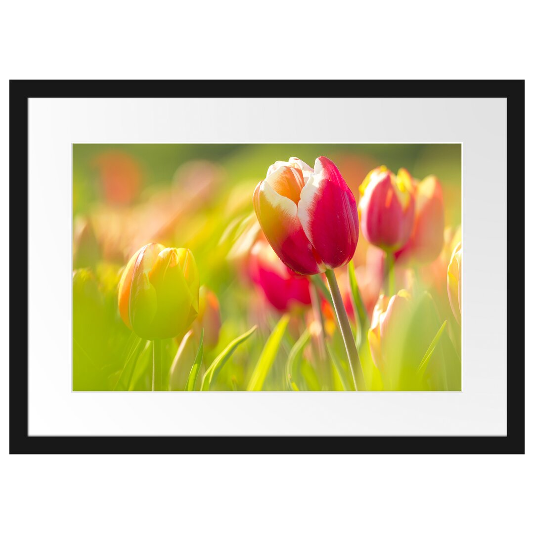 Gerahmtes Poster Blühende rote Tulpen