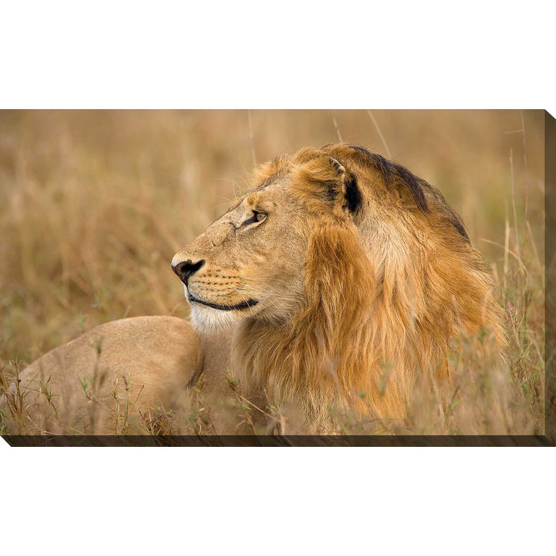 «King of The Wild I», reproduction de photo, H 18 po x l 30 po x P 1 po, Toile tendue