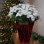 Arrangement de poinsettias-92906967-92906963-92906962