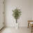 Olive Tree in White Tower Planter