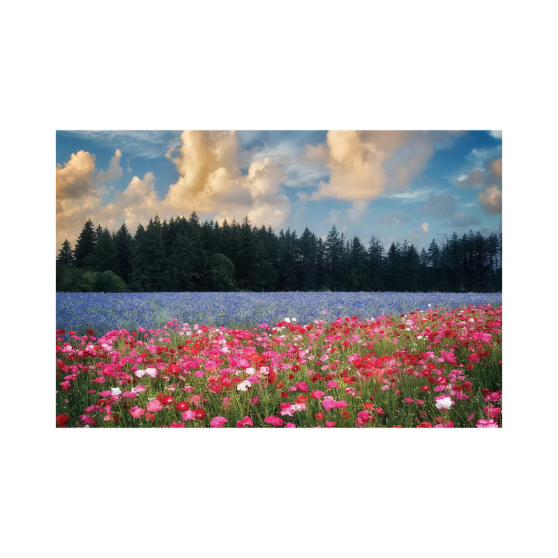 Flower Field Sunrise I by Dennis Frates - Print on Canvas, Wrapped Canvas, 30.48cm H x 45.72cm W x 1.91cm D