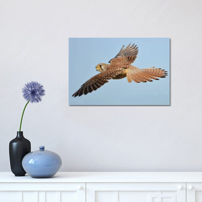 Lesser Kestrel In Flight by Elmar Weiss - Wrapped Canvas Photograph