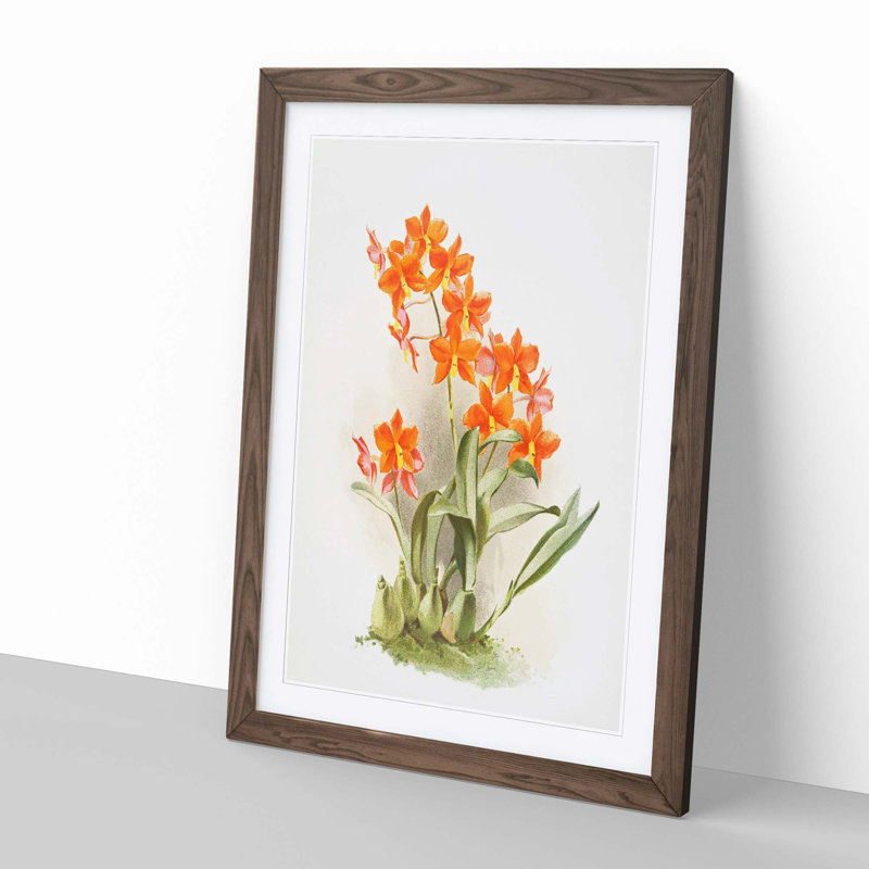 Magnolia Flowers Illustration Tab. 47 by Frederick Sander - Picture Frame Painting Print, Walnut, 60cm H x 40cm W x 2cm D