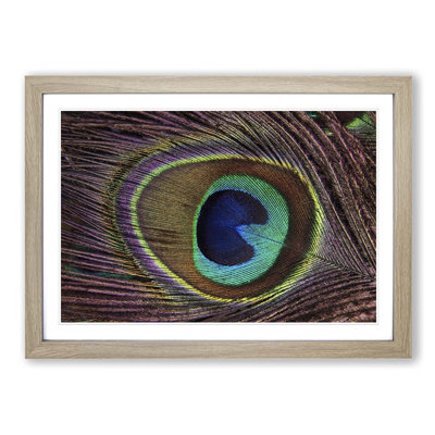 Peacock Feather Framed Photographic - Framed Print