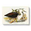 Pacific Herons by Elizabeth Gould - Wrapped Canvas-55366812
