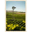 Northern California Vineyard Print by Nathan Turner