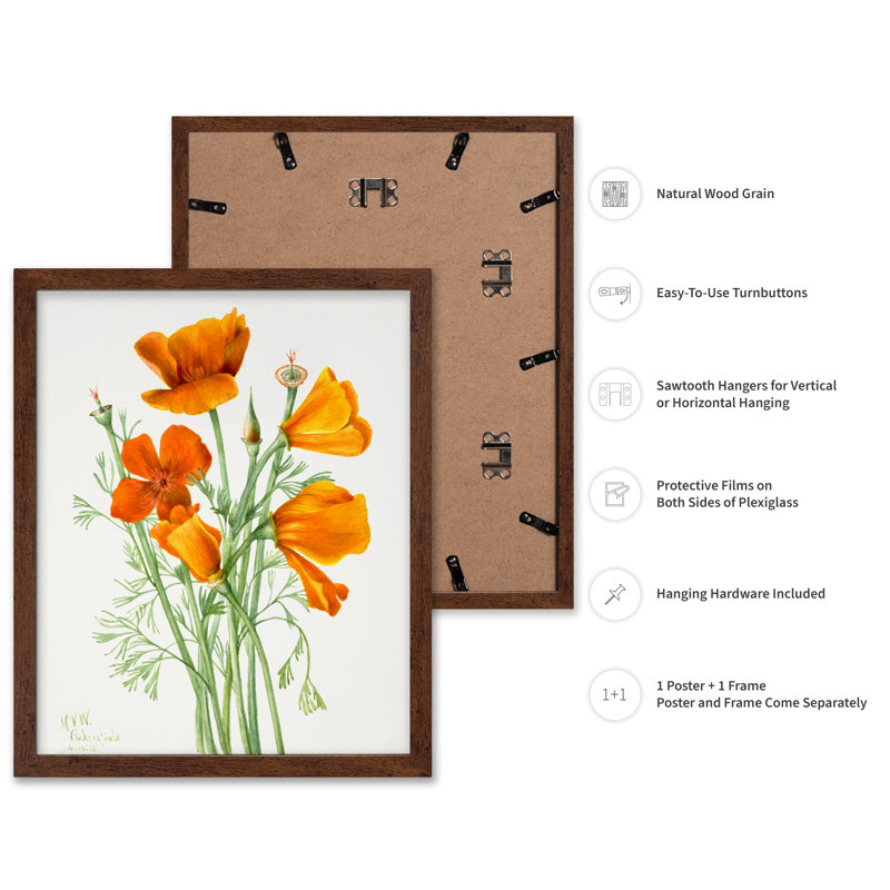 Pavot de Californie, Poster, 08"H x 10"W, Brown Framed