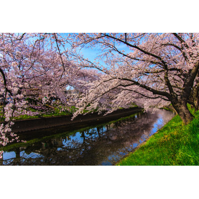Cherry Blossom by Ratth - Wrapped Canvas Print