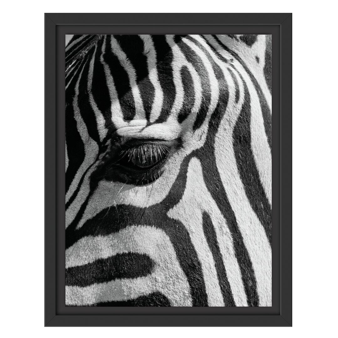 Gerahmtes Wandbild Zebra Porträt