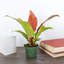 Live Prince of Orange Philodendron Plant