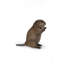 STATUE DE CUB AMERICAN BEAVER CUB