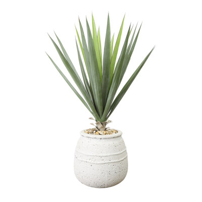 Yucca Plant in Stone Pot with Rocks