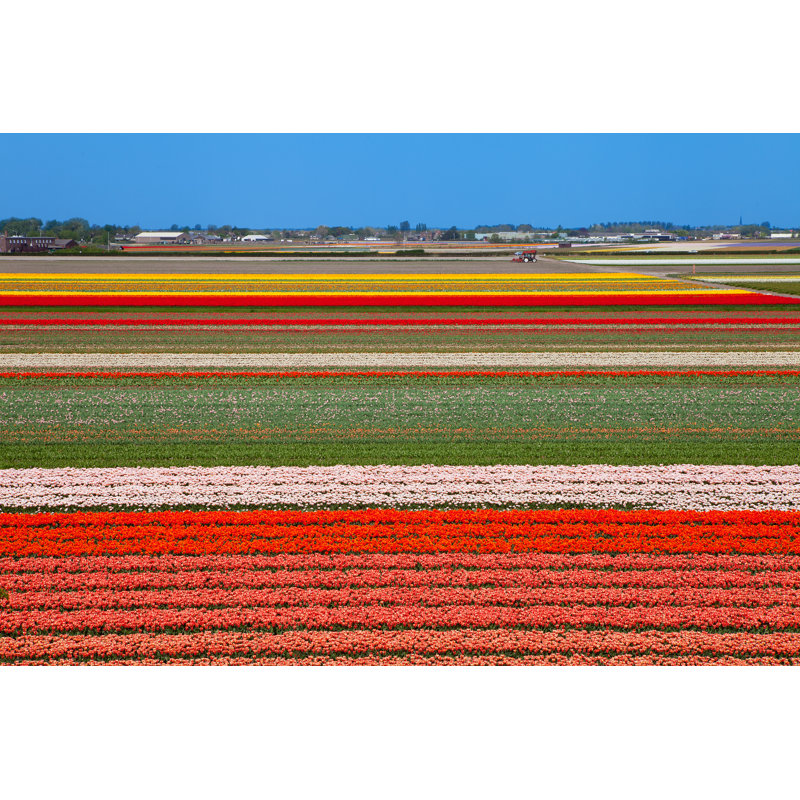 Champ de bulbes néerlandais - photographie sur toile, H 8 po x l 12 po