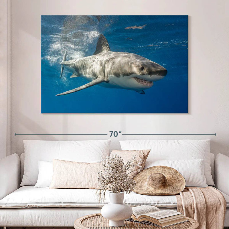 Requin, H 34 po x l 51 po
