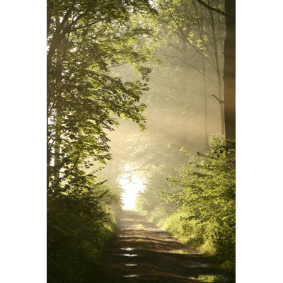 Sunlight Falls Into The Misty Woods by Aniszewski - Wrapped Canvas Print