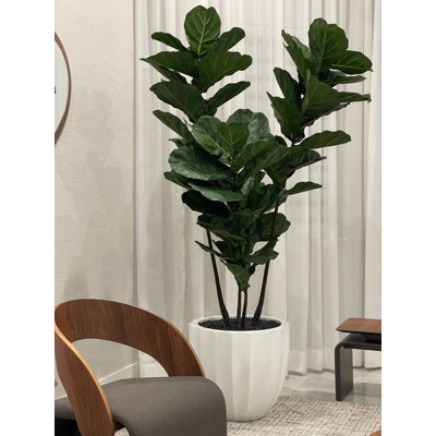 Fiddle Leaf Tree in Glossy White Lisbon Planter
