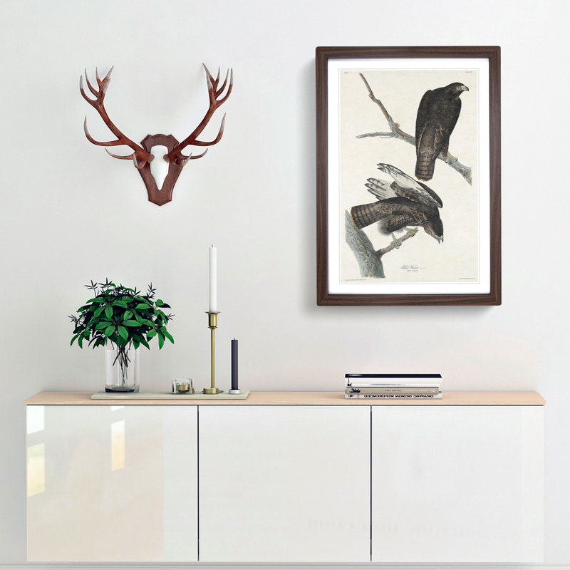 Two Hawks by John James Audubon - Framed Print, 36cm H x 27cm W x 2cm D, Walnut Framed