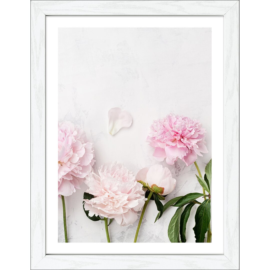 Gerahmtes Poster Peonies II