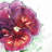Blossoming Orchid with Wavy Petals Tablecloth | Home Decor