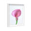 Pink Luminescence I Print by Oliver Gal-638656416-638656420