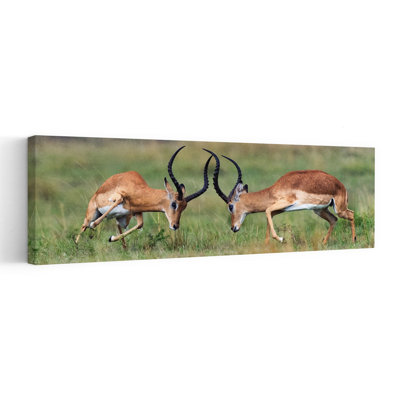 Dynamic Antelope Duel by Juan I. Cuadrado - Wrapped Canvas Panoramic Print