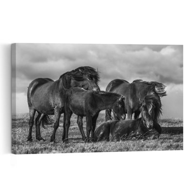 Chevaux sauvages majestueux - Portrait de cheval serein et paisible - Affiche murale