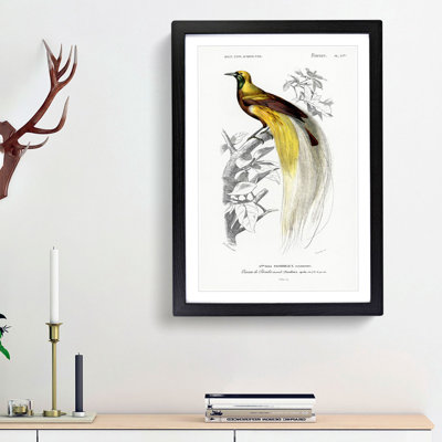 Bird of Paradise by Charles d Orbigny - Framed Print