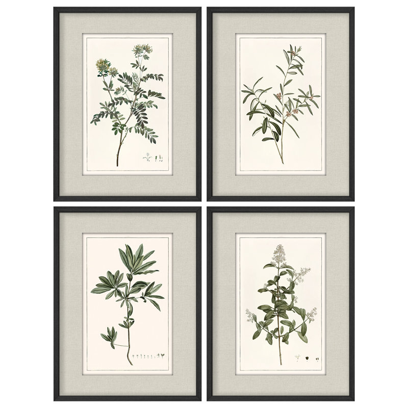 Vintage Botanical Herb Study Framed Wall Art Prints Set of 4 - Classic Plant Illustration for Living Room Office, Black