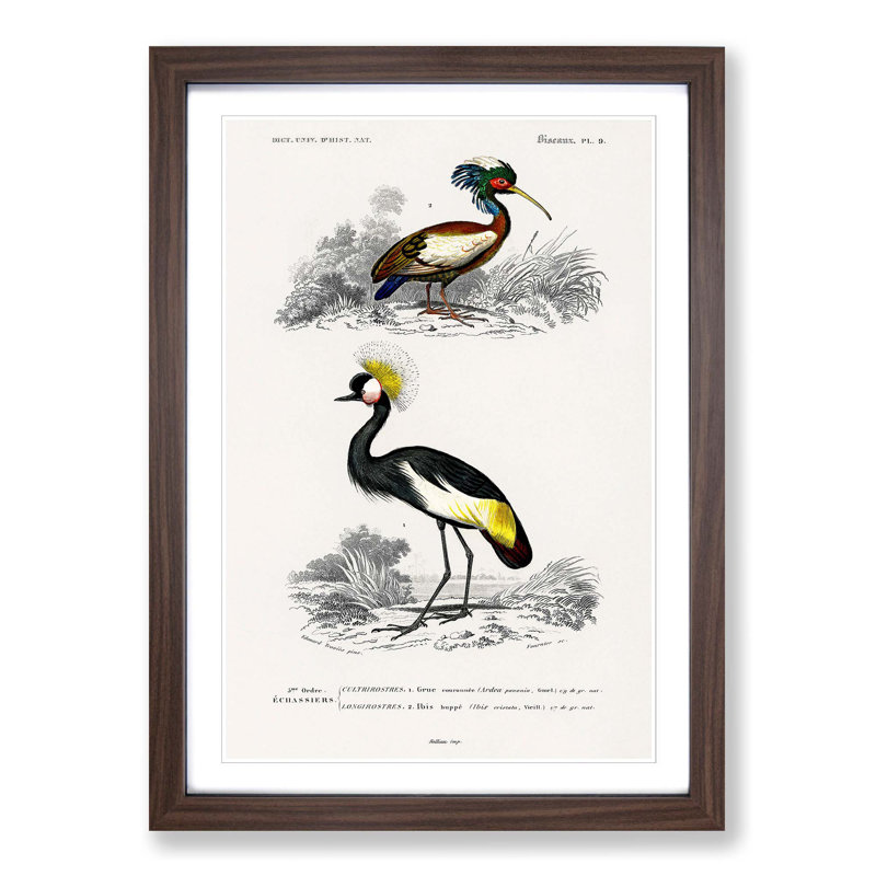 Bird Illustrations PL. 9 by Charles D' Orbigny - Single Picture Frame Painting, 63cm H x 45cm W x 2cm D, Walnut Framed