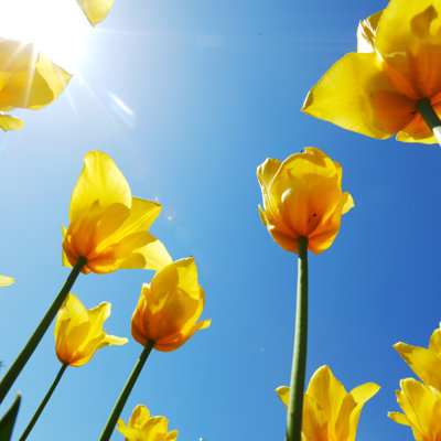 Yellow Tulips - Photographie sur toile tendue