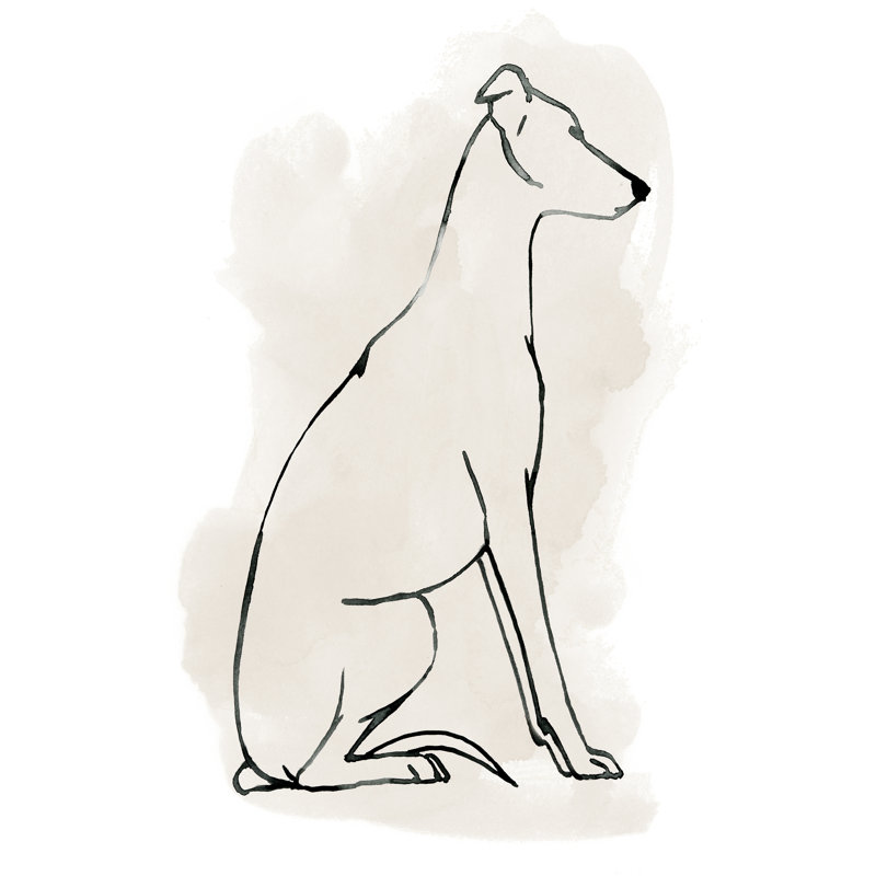 Greyhound Sketch I by Grace Popp - Wrapped Canvas Painting, 122cm H x 81cm W, Wrapped Canvas