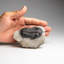 Genuine Trilobite (Ptychopariida) Fossil On Matrix (336.7 Grams)