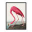 Coastal Retreat Pink Flamingo II From Birds Of America (1827)-1524922583-1524922586-1524922589