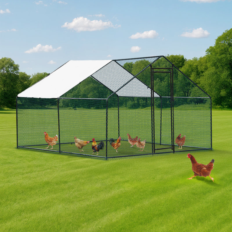 Emmeric Walk In Chicken Run, H 78 po x l 117 po x P 117 po, Noir