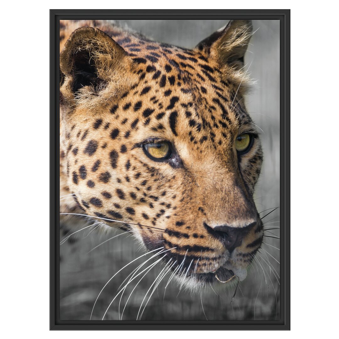 Gerahmtes Wandbild Stalking Leopard