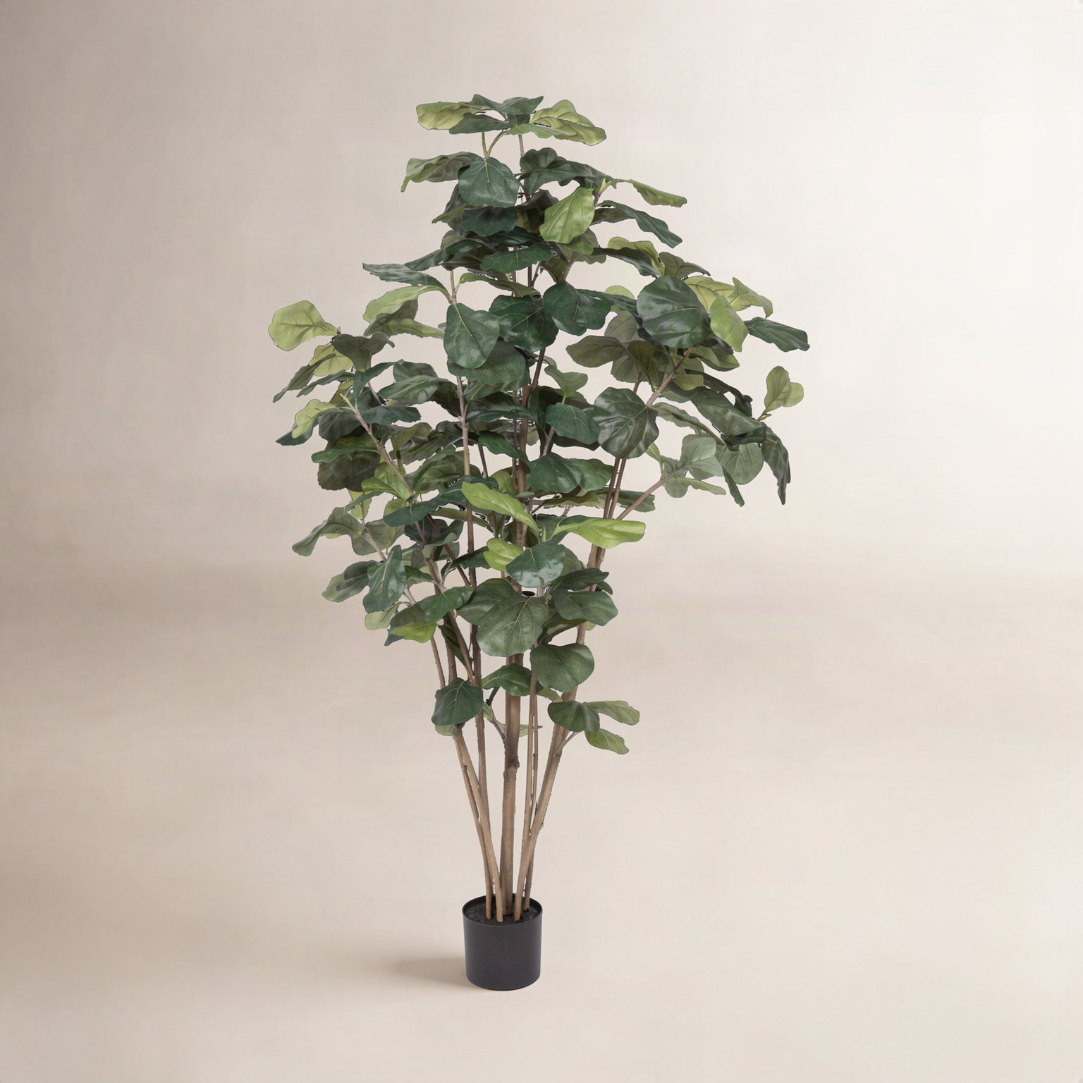 Fiddle Leaf Fig Tree in Pot, 72" H x 35" W x 35" D