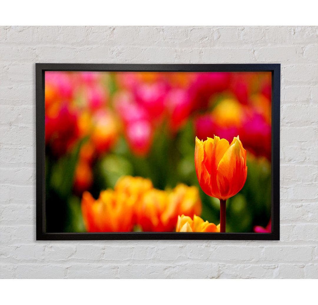 Orange Tulpen in Blüte - Einzelne Bilderrahmen Kunstdrucke auf Leinwand