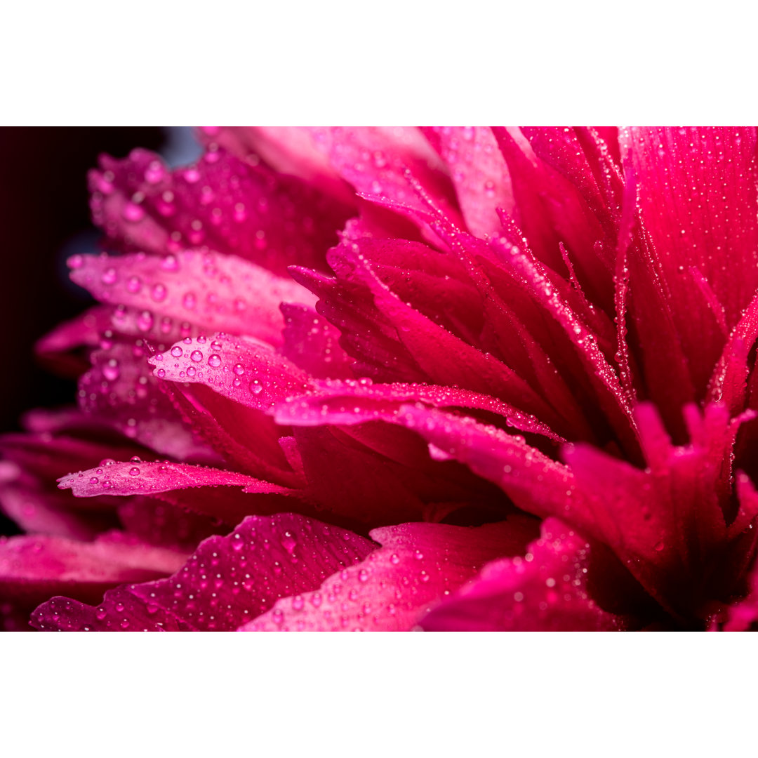 Makrofotografie der feuchten rosa Pfingstrose von HMVart - Drucken