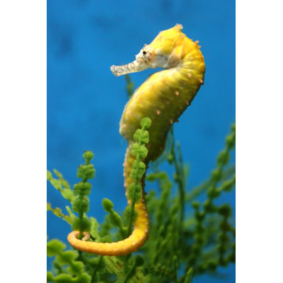 " Seahorses " by Fly1210