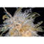 Lustre jaune sarcelle Alan Mizrahi-711241266-711241271-673052848