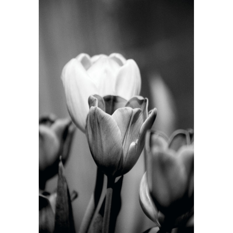 Floral Portrait II by Jeff Pica - Wrapped Canvas Print, 46cm H x 30cm W