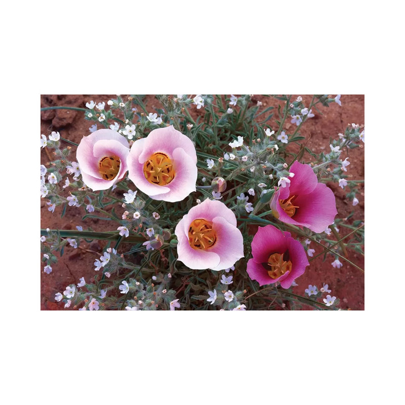 Sego Lily Group, State Flower Of Utah With Bulbous Edible Root by Tim Fitzharris - Wrapped Canvas Print