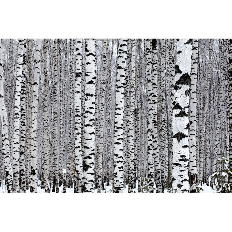 Bois de bouleau de Tuchkovo, H 32 po x l 48 po