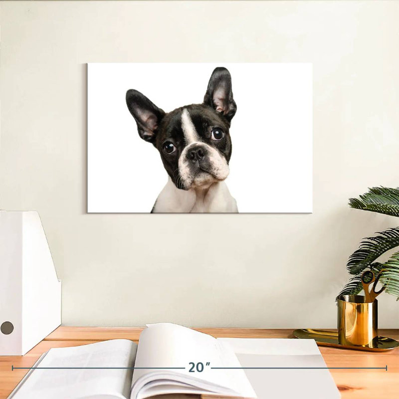 Brampt Little Boston Terrier, H 8 po x l 12 po